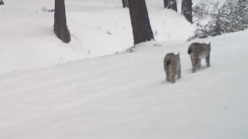 İki vaşağın gezisi fotokapanda