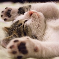 17 Şubat Dünya Kediler Günü nedir ve nasıl kutlanır?