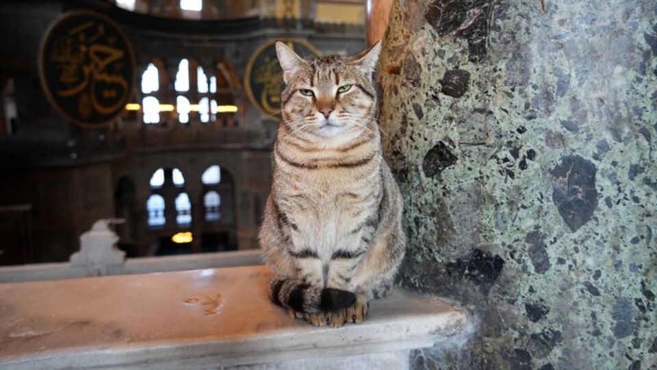 Ayasofya'da turistlerin gözdesi oldu