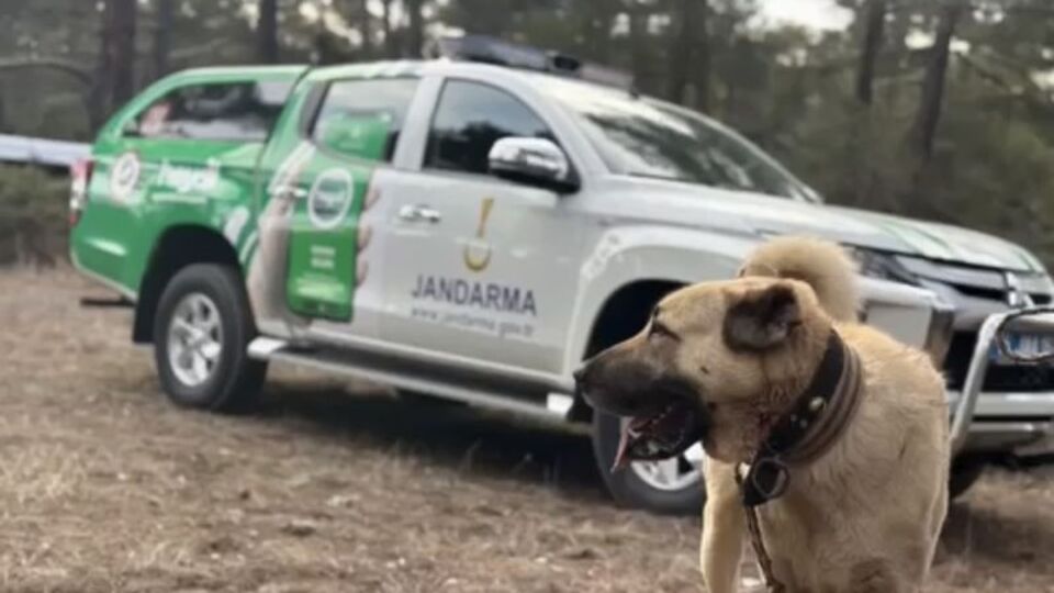 Köpek dövüştürenlere suçüstü baskın