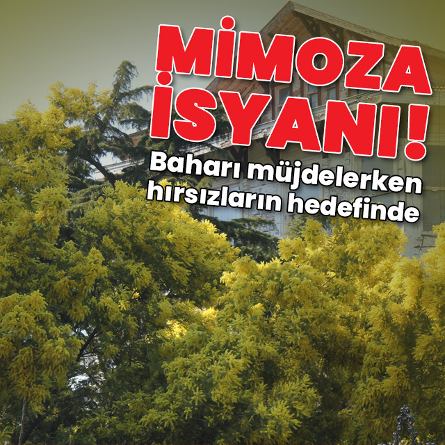 Adalar'da mimoza isyanı!