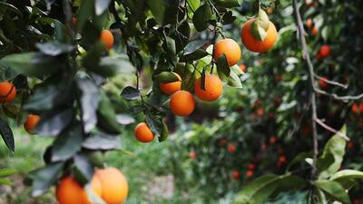 Narenciye ihracatı 1 milyar doları aştı