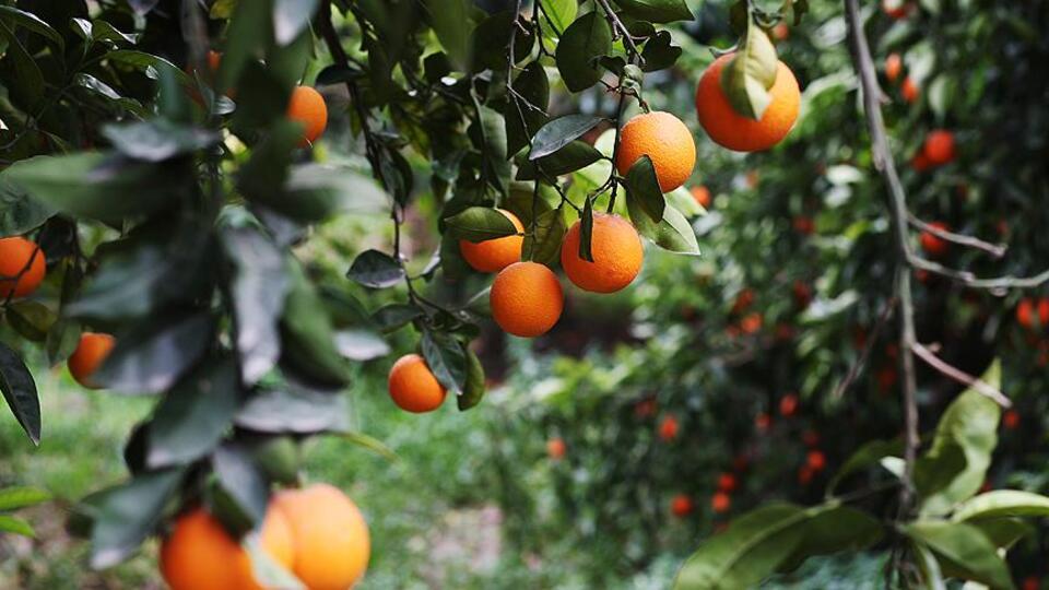 Narenciye ihracatı 1 milyar doları aştı