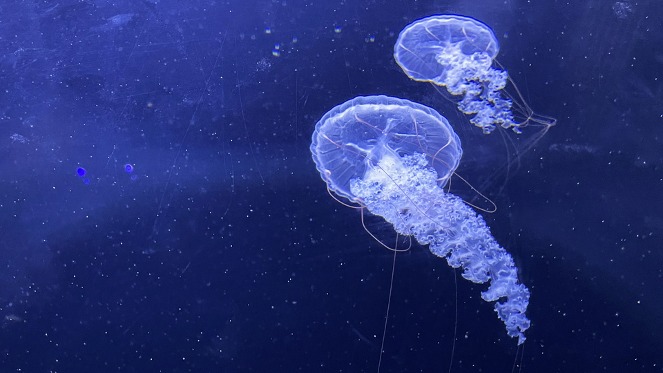 30 yılda aşırıya ulaştı! 5 metrede devasa büyüklükte