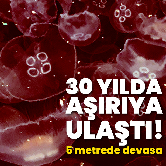 30 yılda aşırıya ulaştı! 5 metrede devasa büyüklükte