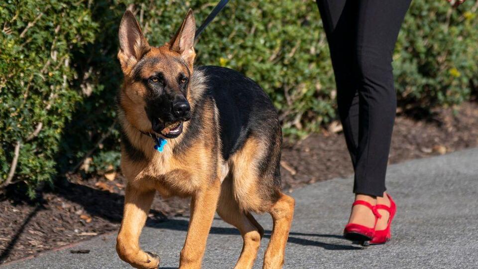 Biden'ın köpeği, başkanın korumalarını en az 24 kez ısırdı