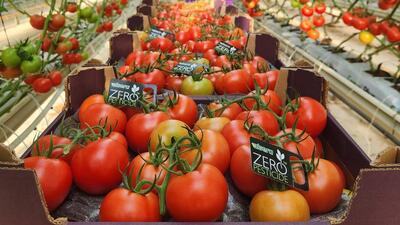 'Sıfır kalıntılı' domatesi Avrupa'ya ihraç ediyor