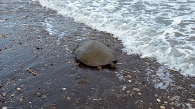 Yumuşak kabuklu kaplumbağa türü o ülkede ortaya çıktı