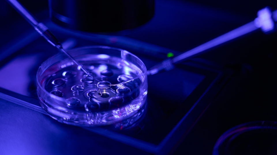 ABD'de embriyoların çocuk sayılması sonrasında tüp bebek çalışmaları durdu