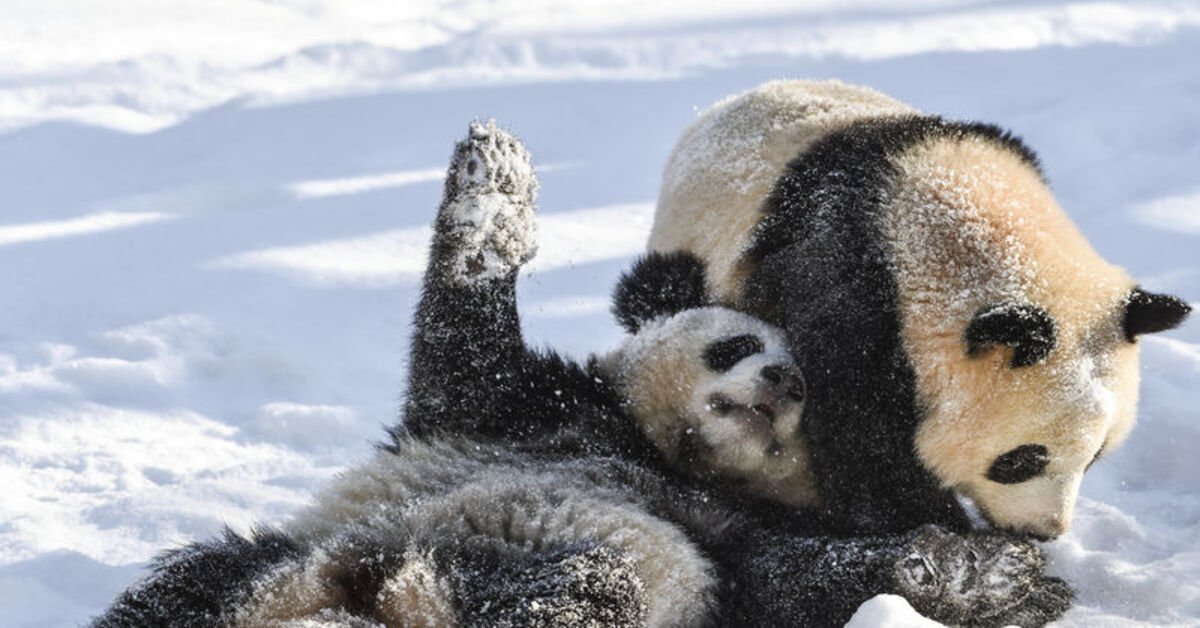 Çin'den ABD'ye 20 yılı aşkın süre sonra ilk kez panda kiralanıyor | Dış ...
