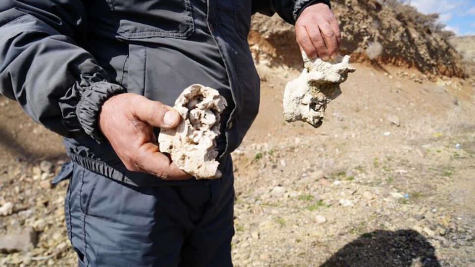 Dinozor fosili traverten çıktı