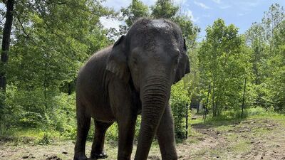 Filler eğlence amacıyla kullanılamayacak