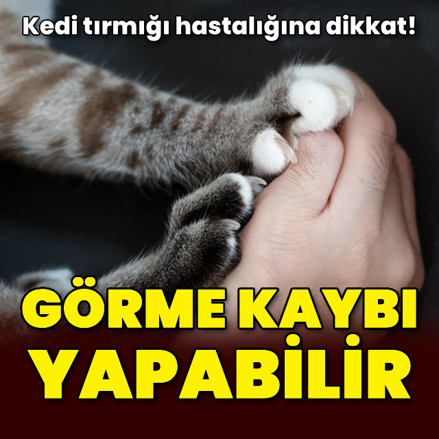 "Kedi tırmalaması görme kaybına yol açabilir"