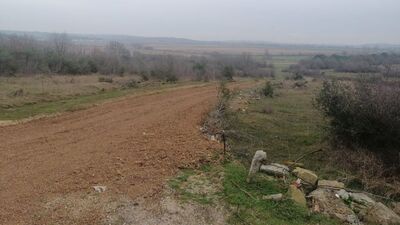 14 köpeği zehirleyerek öldürdüler