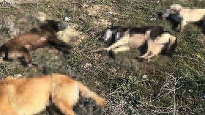 Çok kuvvetli zehirli ekmek... Bu nasıl vicdan!