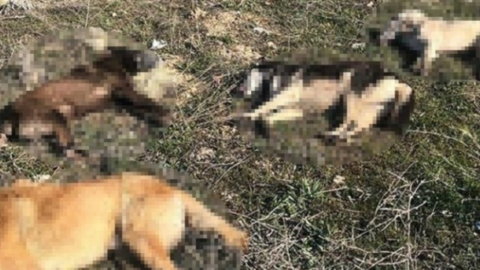 Çok kuvvetli zehirli ekmek... Bu nasıl vicdan!