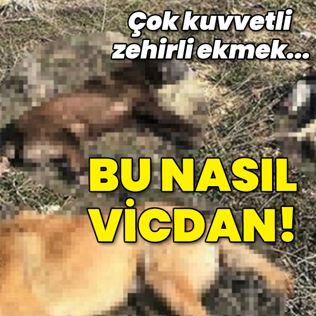 Çok kuvvetli zehirli ekmek... Bu nasıl vicdan!