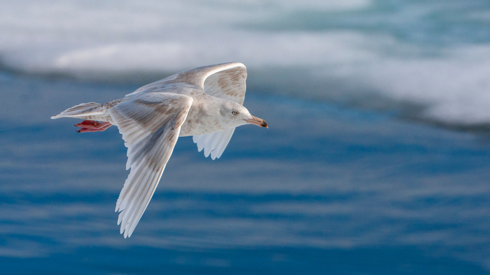 Antarktika ana karasında ilk kez kuş gribine rastlandı