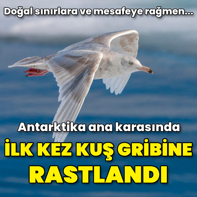Antarktika ana karasında ilk kez kuş gribine rastlandı