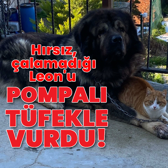 Hırsız dehşet saçtı! Çalamadığı köpeği vurdu