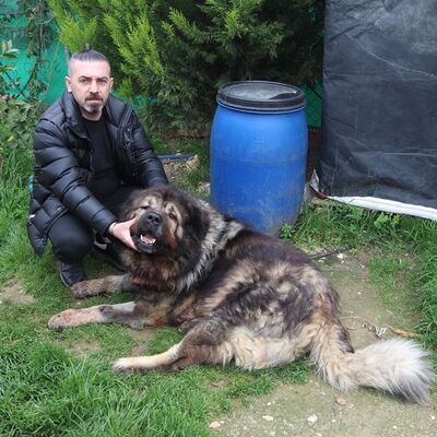 Hırsız dehşet saçtı! Çalamadığı köpeği vurdu