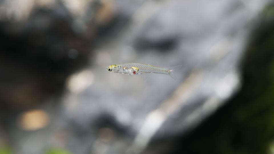 Tırnak büyüklüğünde balık matkap kadar ses çıkarıyor