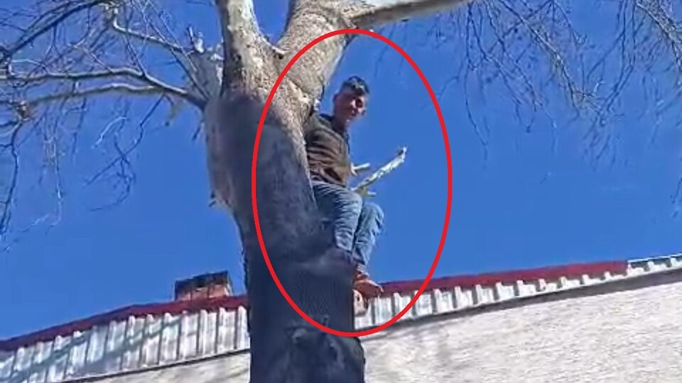 Yakalanacağını anlayan hırsız ağaca tırmandı!