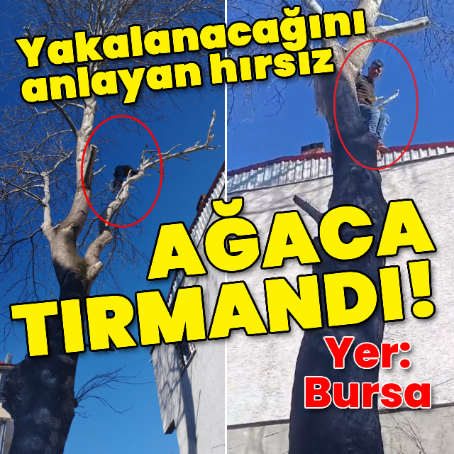 Yakalanacağını anlayan hırsız ağaca tırmandı!
