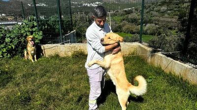 Bodrum'da zehirlendiği belirlenen 4 köpek ve 3 kedi öldü
