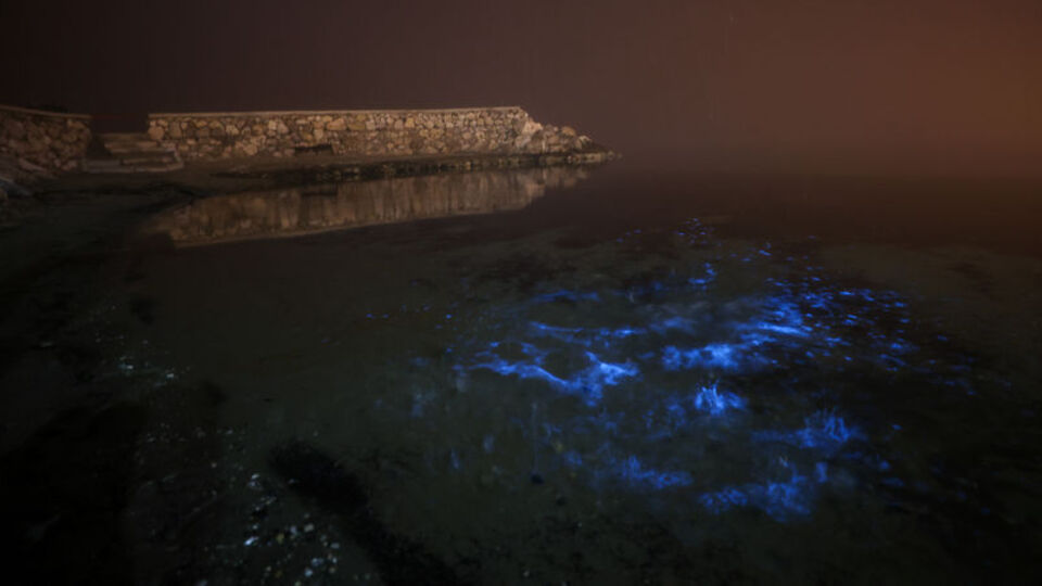 Bursa kıyılarında mavi renkli parlamalar