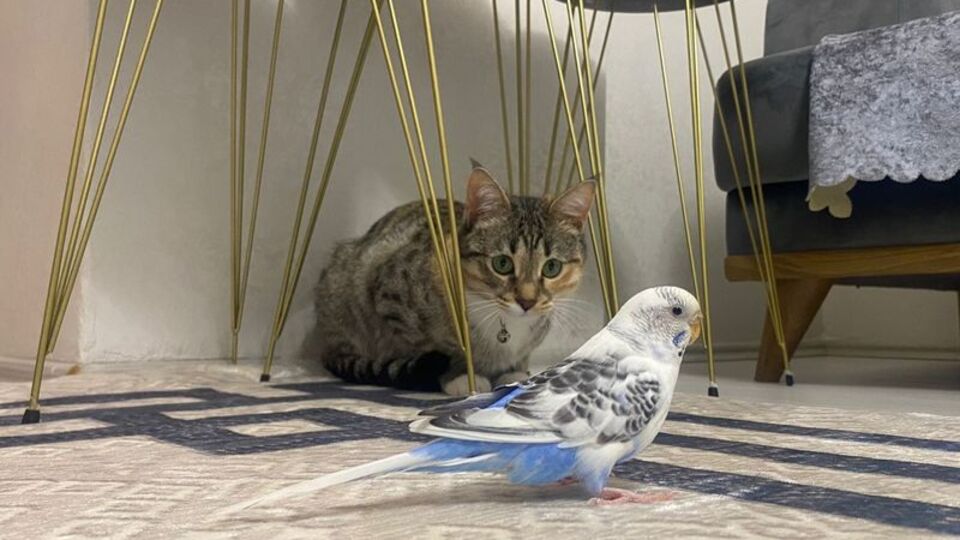 Kedi ile muhabbet kuşunun gülümseten dostluğu