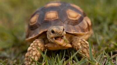 Rüyada kaplumbağa görmek