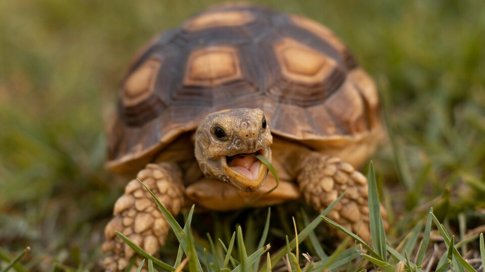 Rüyada kaplumbağa görmek