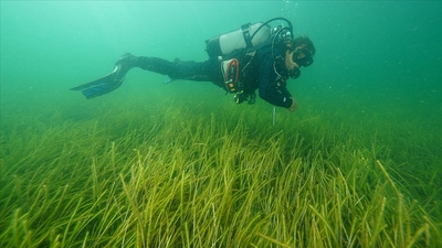 Marmara'da iki yeni deniz çayırı alanı tespit edildi