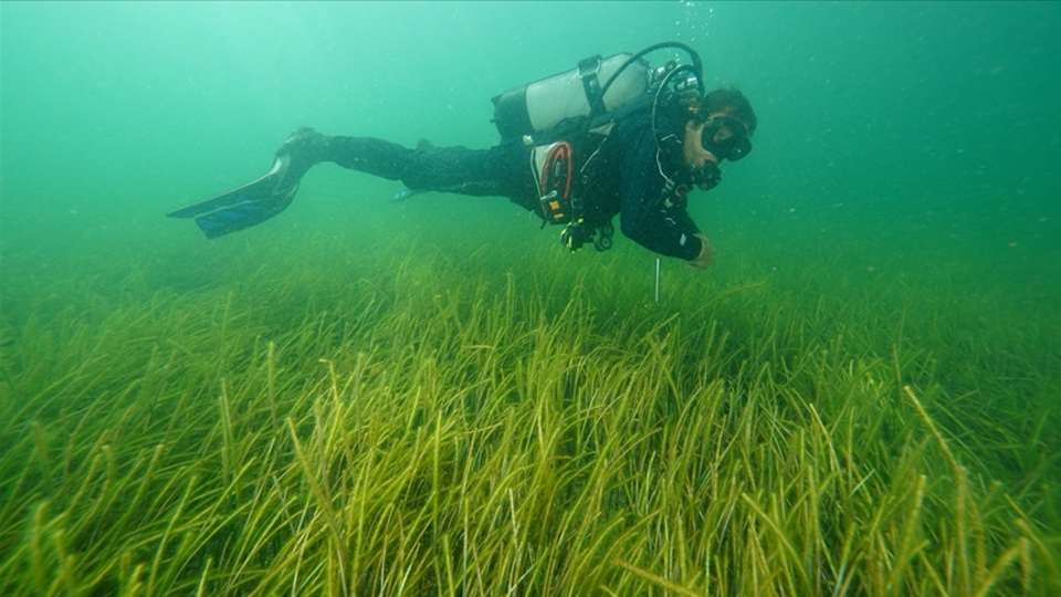 Marmara'da iki yeni deniz çayırı alanı tespit edildi