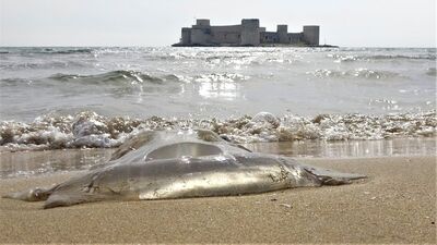 Ölü bile olsa dokunmayın! Ciddi lezyon ve yanıklar oluşabilir!