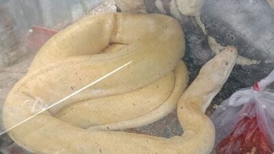 ikinci piton vakası! Bu sefer...