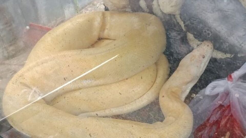 ikinci piton vakası! Bu sefer...