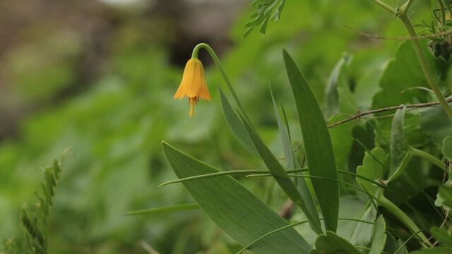 Türkiye'de yetişen 53'üncü tür! İsmi: Fritillaria Yalcinii