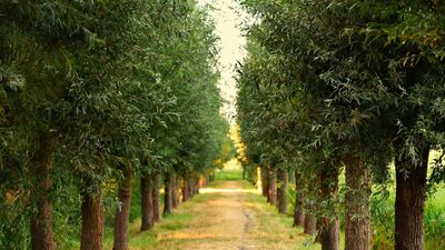 İltifat sözleri 2024