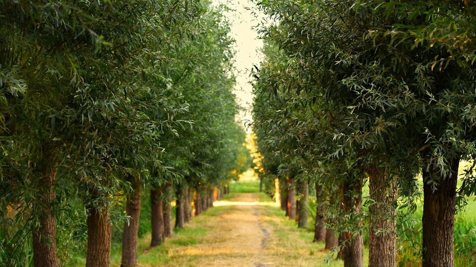 İltifat sözleri 2024