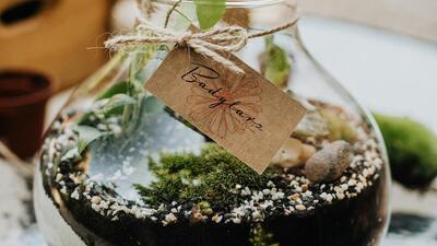 Diba isminin anlamı nedir?