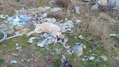 Sokak köpeğine işkence!