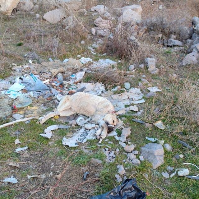 Sokak köpeğine işkence!