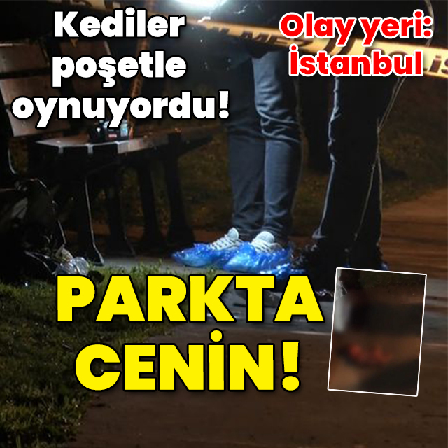 Kediler poşetle oynuyordu! Parkta Cenin!