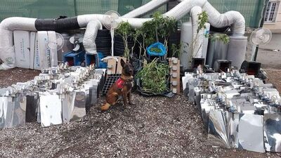 Ankara'da 10 kilo esrar ele geçirildi: 1 gözaltı