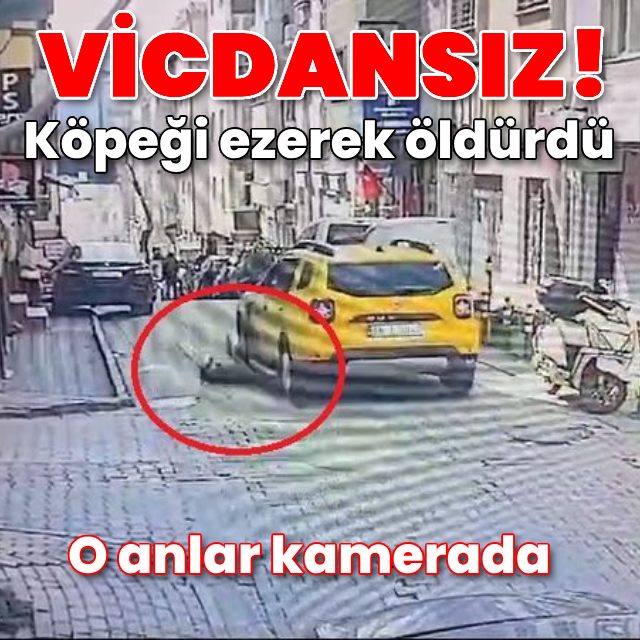 Taksici uyuyan köpeği aracıyla ezerek öldürdü