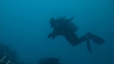 Yeni Zelanda'da 100'e yakın tür keşfedildi