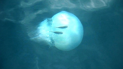 Rodos'ta görüldü... Kızıldeniz'den geliyor