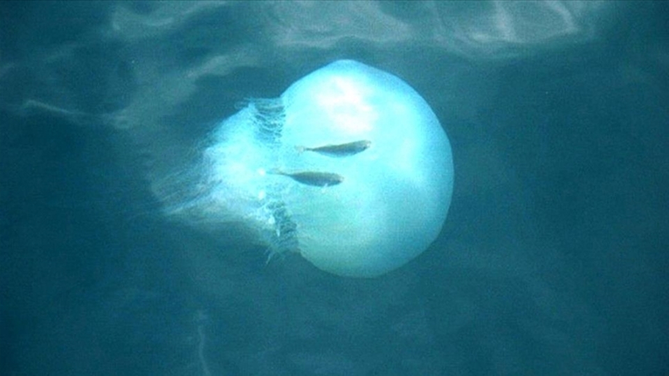 Rodos'ta görüldü... Kızıldeniz'den geliyor